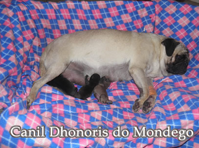 Pug Carlin Canil Dhonoris do Mondego